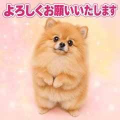Polite Pomeranian for Everyday