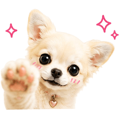 吹き出し♡恋人に送る ほんわかチワワ