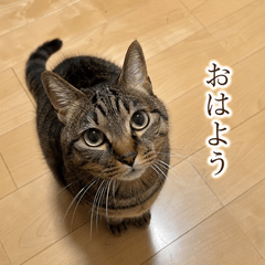 Everyday Tabby Cat from the Owner's View