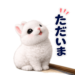 For White Netherland Dwarf Bunny Lovers
