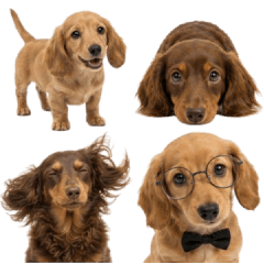 Cute animal Sticker.06