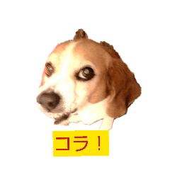 hana_20260726202541