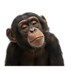 [No text]Negative Chimpanzee
