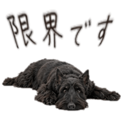 A negative Scottish Terrier
