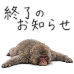 A negative Japanese macaque
