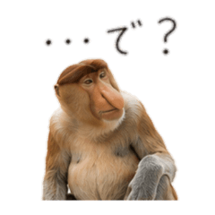 A negative proboscis monkey