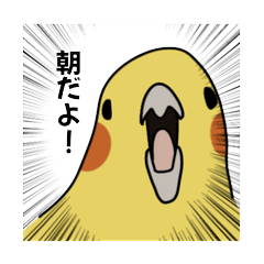 Daily Life of a Screaming Cockatiel