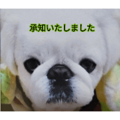 hana's dogs and cat