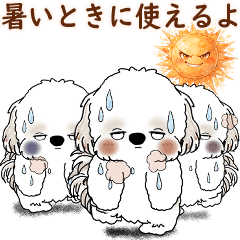 Shih tzu 2026 (Useful when it's hot)