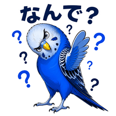 what blue parakeet
