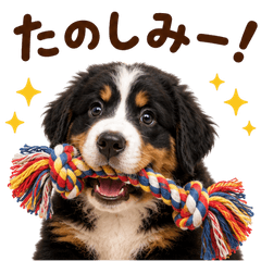 20260725dog