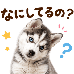 20260725dog3