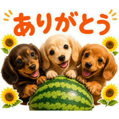 popup summer Dachshund