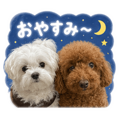 Cute Dog Duo Daily Stickers