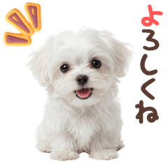 DOG  GOOD  Sticker306