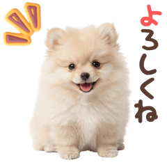DOG  GOOD  Sticker307