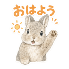 Moko the Rabbit21