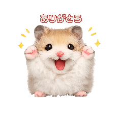 momo#777