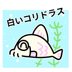 White Corydoras