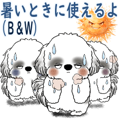 B&W Shih tzu 2026 (Useful when it's hot)