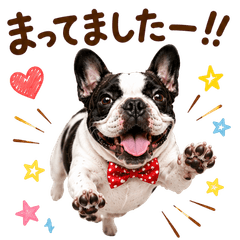 20260726dog