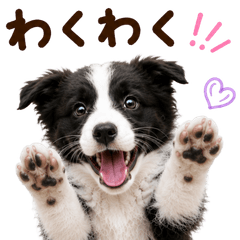 20260726dog2