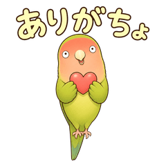 Lovely Question Lovebird