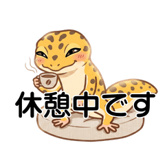 毎日使える！ヒョウモントカゲモドキ2