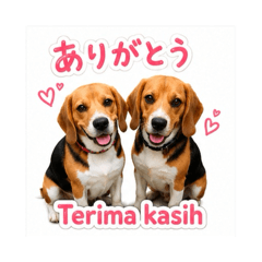 BEAGLE MAMBO CHAT JP-ID