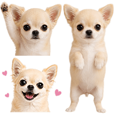 Super small Chihuahua