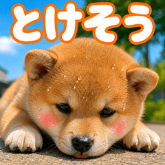 hot shibainu p