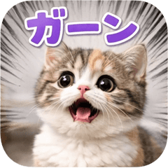 a cat basic
