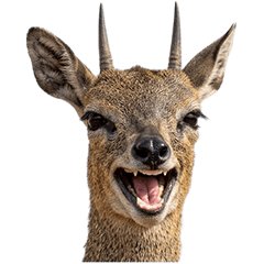 BIG! Aksi langsung Klipspringer