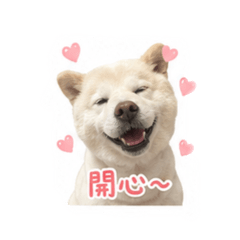 Bibi問候