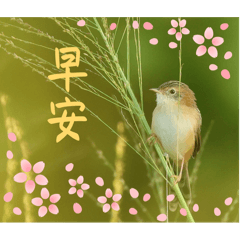 可愛的朋友（櫻花系列）