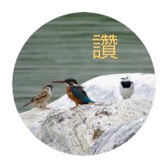 可愛的鳥朋友I