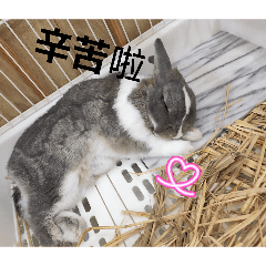 查茶茶的貼圖