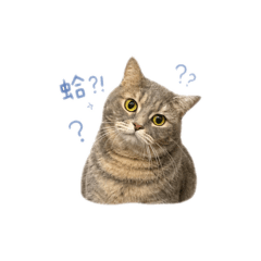 Yuki來賺罐罐o(*----▽----*)q