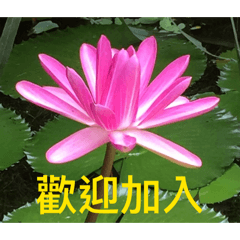 加入
