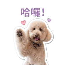 我是標準貴賓L