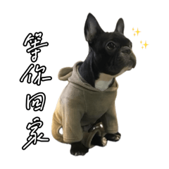 可愛小狗-發財
