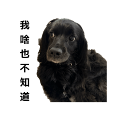 Chobo (ver.3)