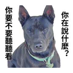歐告豆腐的日常語錄