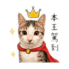 蚵仔喵