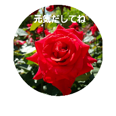 素敵な薔薇/バラの楽しみ