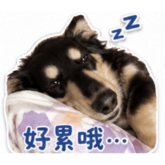 調皮搗蛋dog