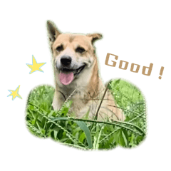狗狗上線中⋯