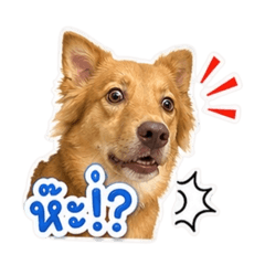 Milo cute dog V2