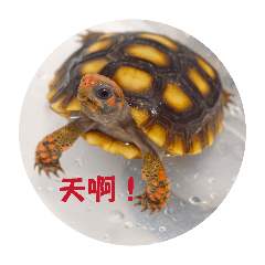 櫻桃紅腿陸龜:紅龜糕的日常