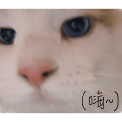 襪澈喬◉‿◉
